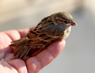 Birds and us - Problems and life