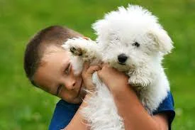 Bichon Frise with children