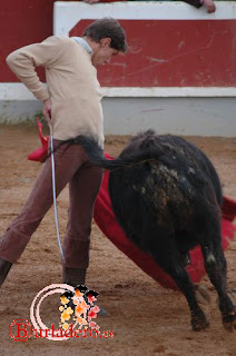 Luis Olmo,de Vilches y alumno de la Escuela de Baeza, en una de las tientas del Bolsín de Ciudad Rodrigo