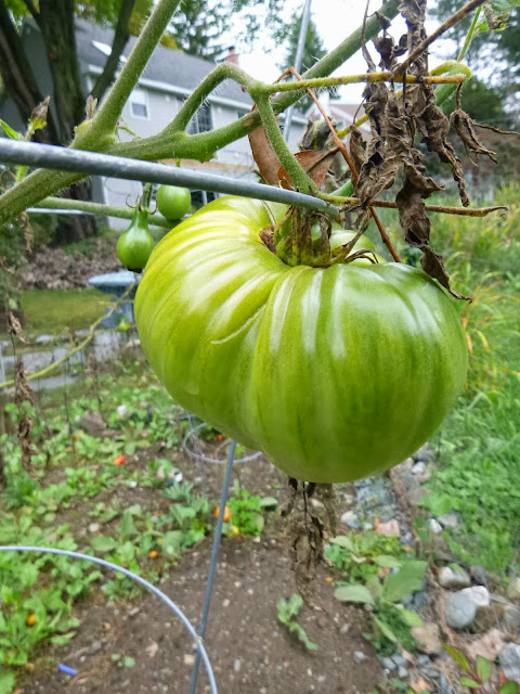 Great White Beefsteak Heirloom Tomato