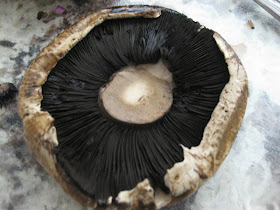 mushroom cap on counter top