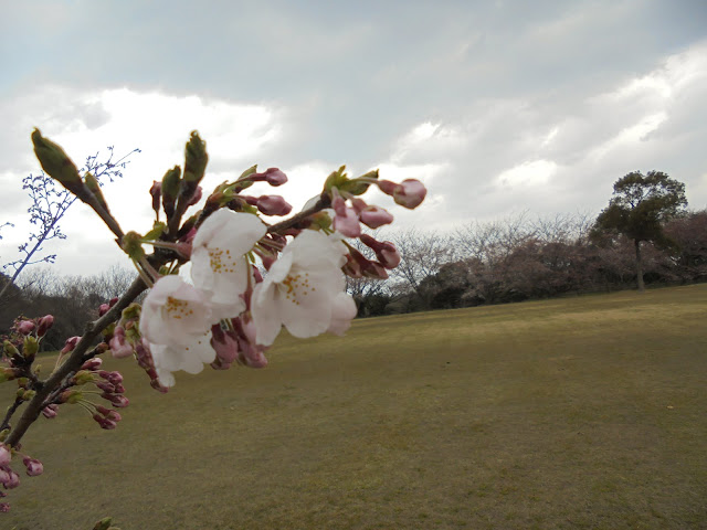 弥生の館むきばんだの芝生け広場のソメイヨシノ桜