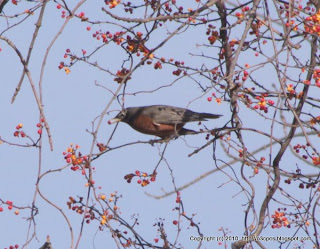 American Robin