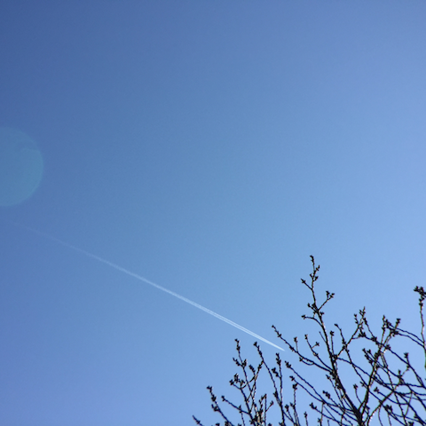飛行機雲と桜の木
