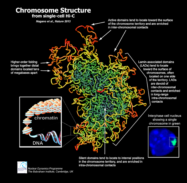 Chromosomes show off their shapes