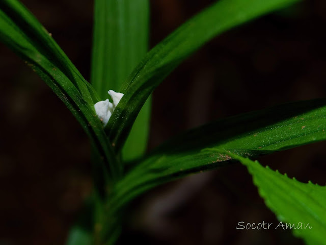 Cephalanthera longibracteata