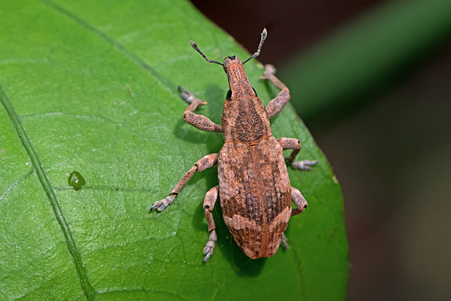 Atactogaster zebra