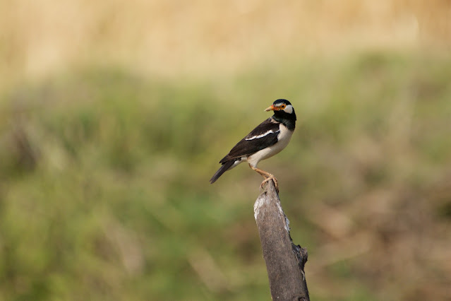 Asian Pied Starling (अबलक मैना, सिरोली मैना) - Gracupica contra