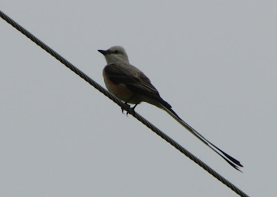 Tyrannus forficatus, male