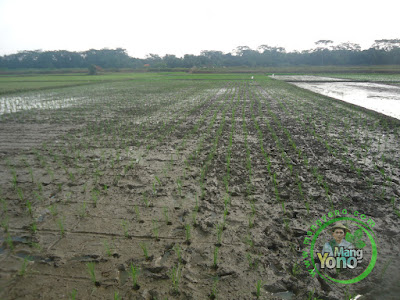 FOTO 4 : Tanaman Padi NAZWA Umur 0 HST di Sawah Rawa Cibandung