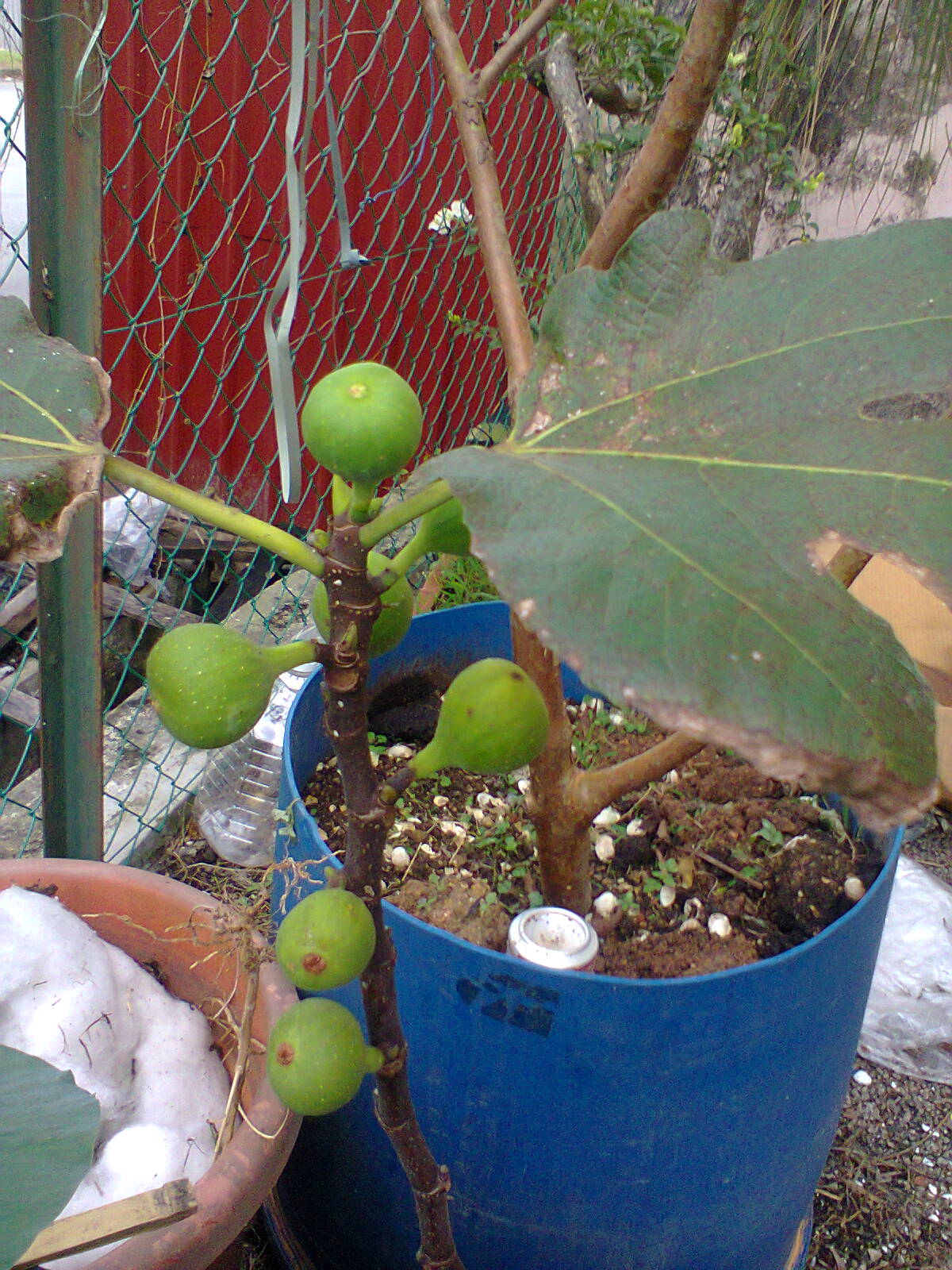 TaMAn TEmPErATe: Pokok Buah Tin / Buah Fig / Buah Ara 