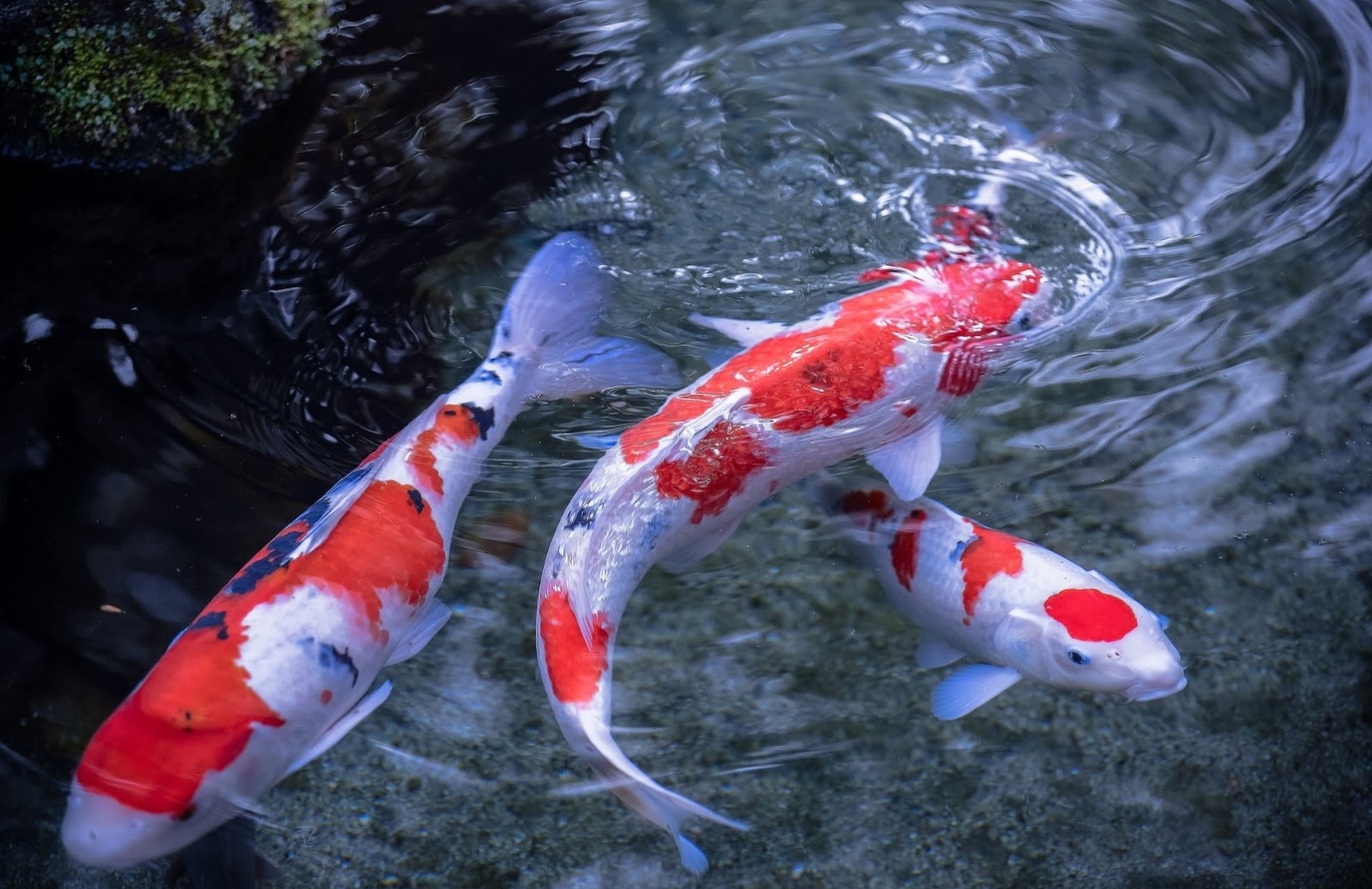Koi Fish - Fishes World - HD Images & Free Photos