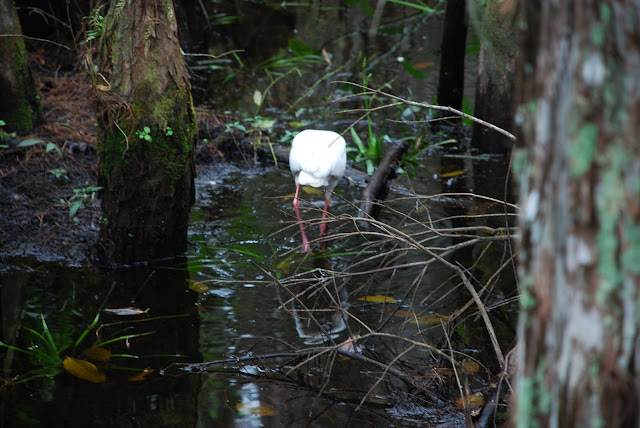 Audubon Corkscrew Swamp Sanctuary