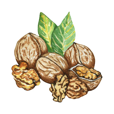 100+ Free Cartoon Images of Walnut dry fruit