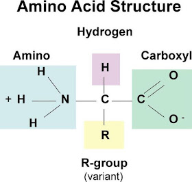 Amino acids structure