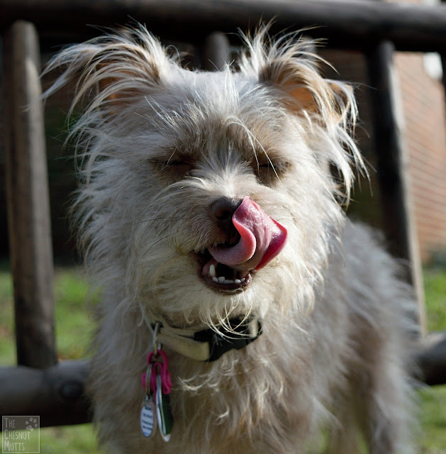 Bailey licking her lips after eating her Natural Balance Limited Ingredient Diet grain-free dog food