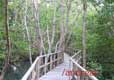 wisata hutan bakau - jembatan panggung