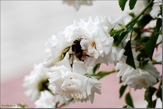 2 DSC_1940x