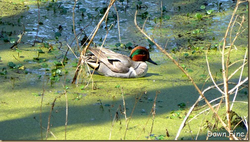 Magnolia Plantation_233