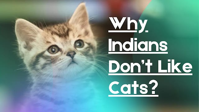 Why Indians Don’t Like Cats? The Dark Truth About Cats in India