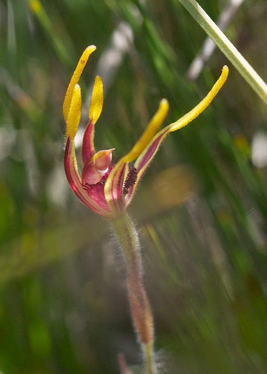 Crab-lipped Spider Orchid (Caladenia plicata)