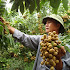 Những lưu ý khi thu hoạch nhãn