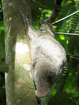 Malayan Colugo (Cynocephalus variegatus)