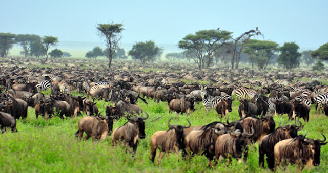  World Heritage Sites, Serengeti