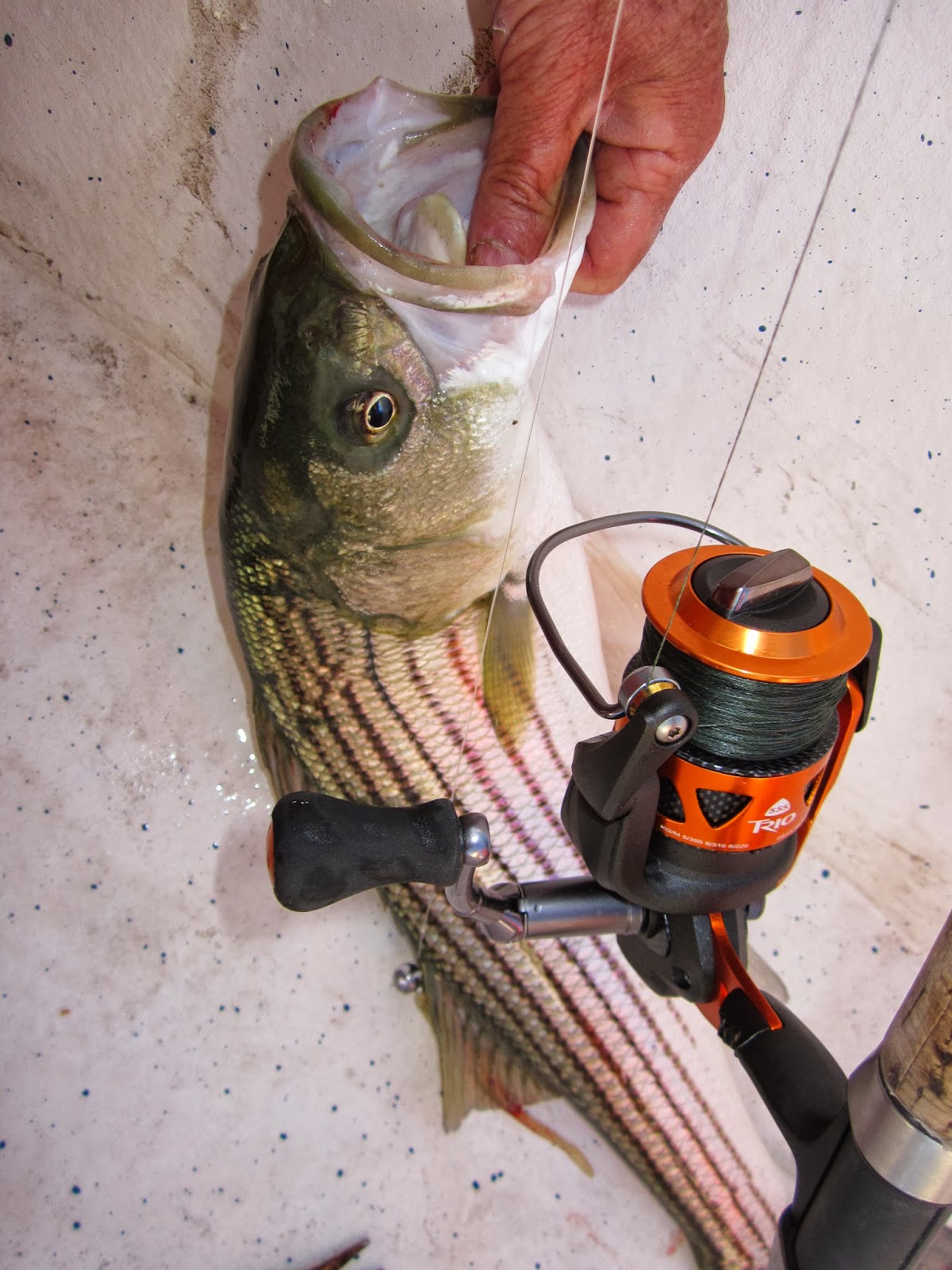 Rhode Island Striped Bass: Okuma Trio 55..Could be the BEST BUY in  Spinning Reels