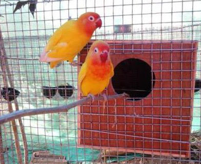 lovebird