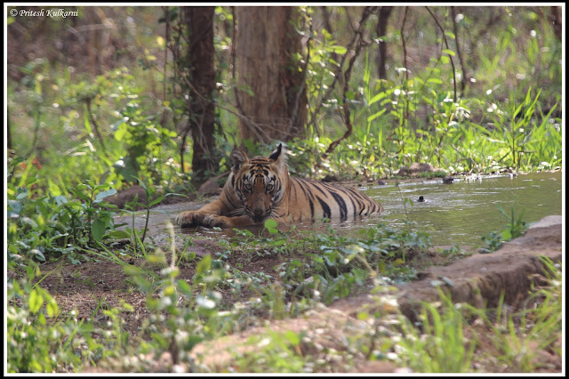 I'm watching at you...Shivanzhari's Cub