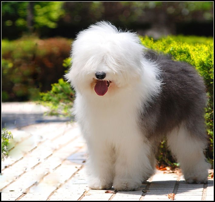 ** Mundo Pet Magazine **: Old English Sheepdog