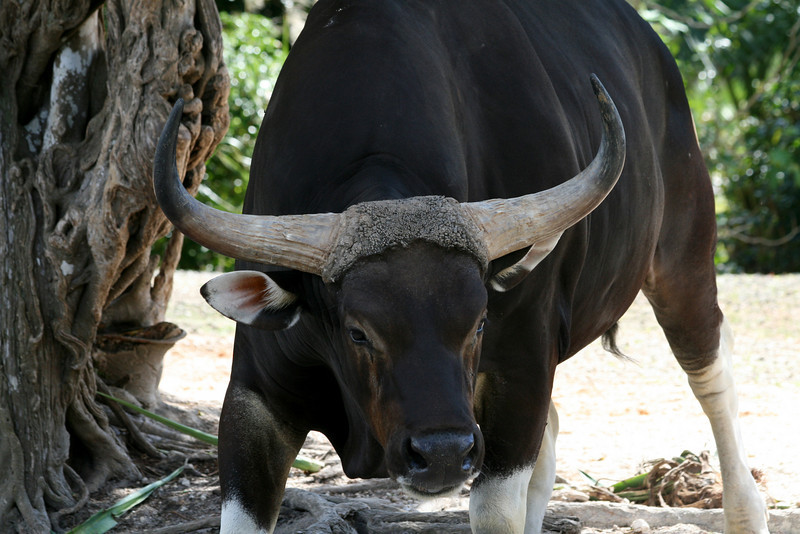 Foto dan Video Banteng Ngamuk | GambarBinatang.Com