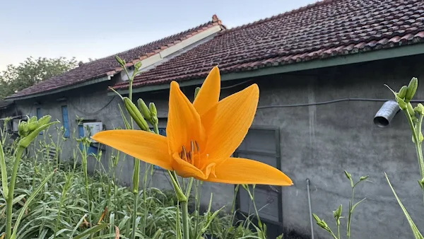 ▲花壇虎山巖金針花開花了，五月母親節將迎接30萬株金黃色花海。（處山處提供）