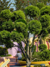 Niwaki  Seuss Landing Universal Studios Orlando by garden muses-not another Toronto garden blog