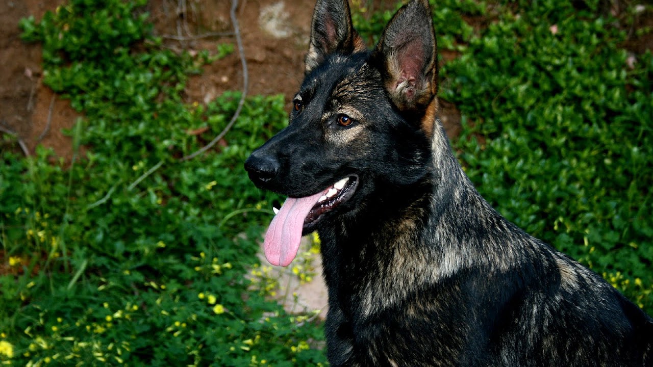 Arizona German Shepherd Breeders