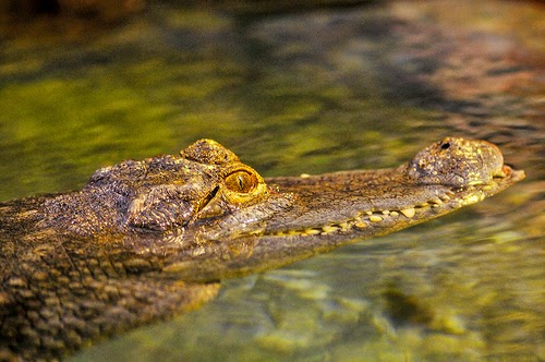 25 Gambar luar biasa Hewan  Reptil  Kadal Ular Buaya 