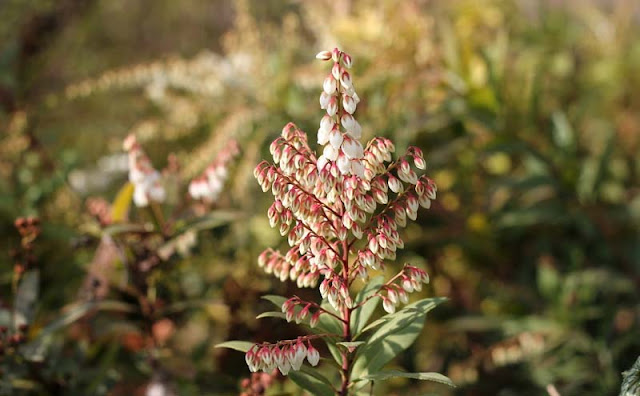 Pieris Japonica Flowers