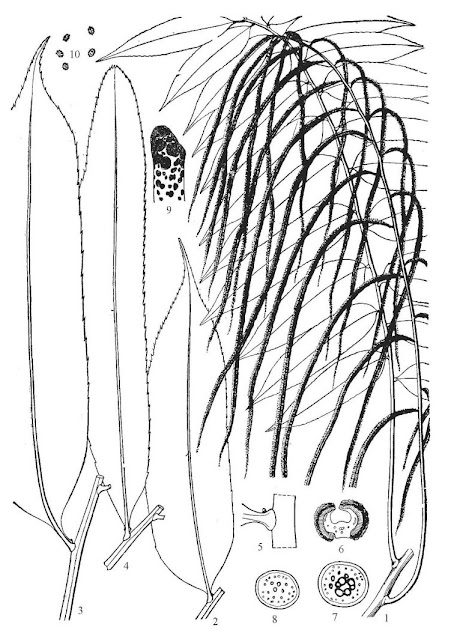 Стенохлена болотная (Stenochlaena palustris)