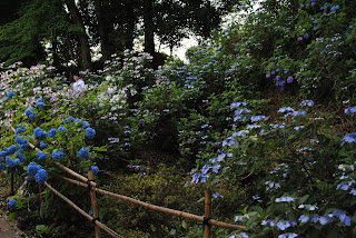 芭蕉の里くろばね紫陽花まつり2012