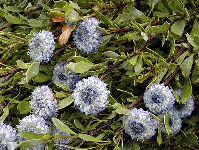 Coronilla de fraile o globularia menor