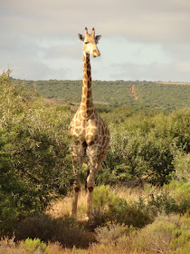 CATCHING "THE BIG FIVE" IN THE SHAMWARI GAME PARK