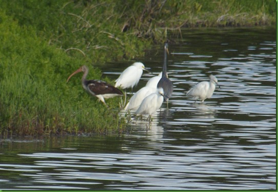 AM Everglades Morning (61)