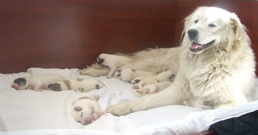 pyrenees mountain dog. Lara - Pyrenean Mountain Dog