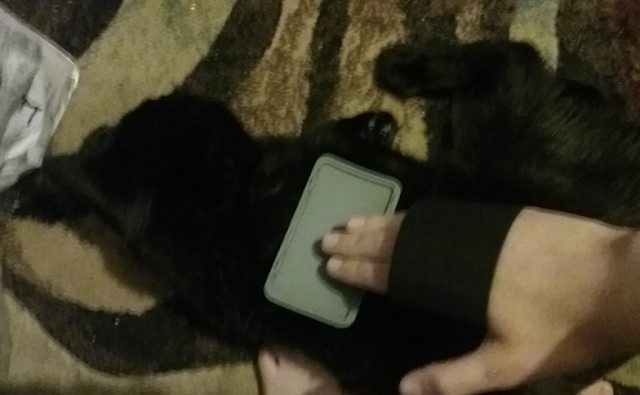 Photo of pet brush and Velcro one wrap brushing a pet