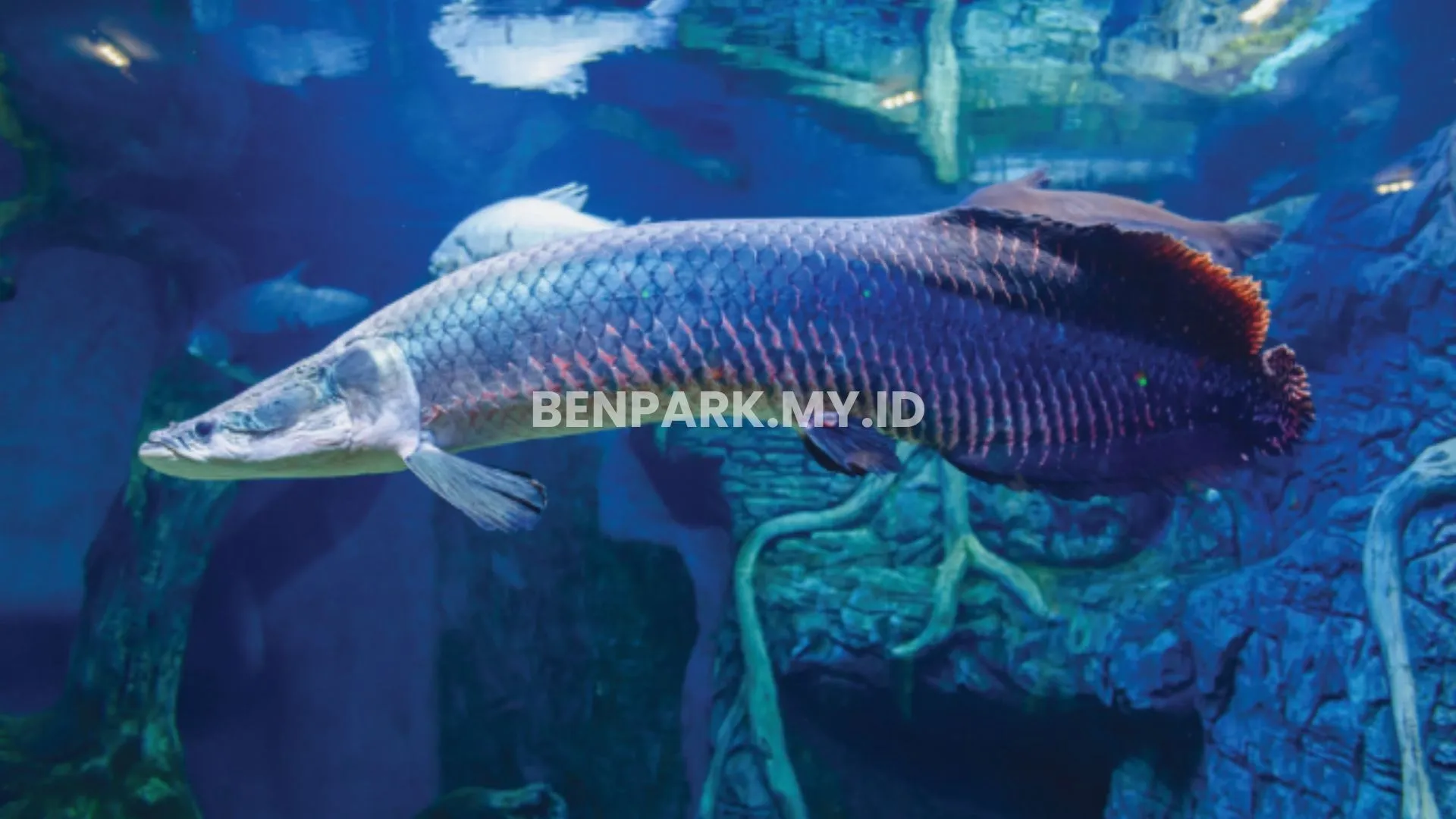 Ikan Arapaima Sebaiknya Pakai Tankmate Atau Tidak