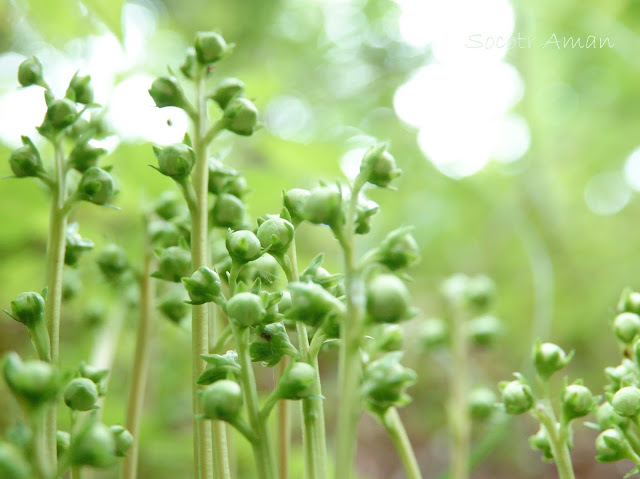 Pyrola japonica