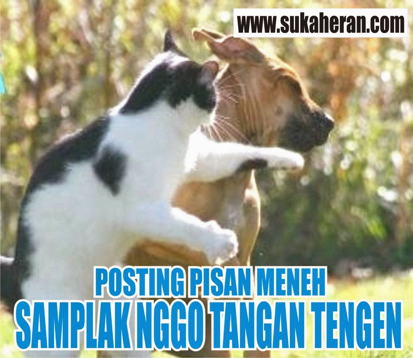 Gambar Kata Lucu Numpang Lewat DP BBM Lucu Untuk Hari Ini