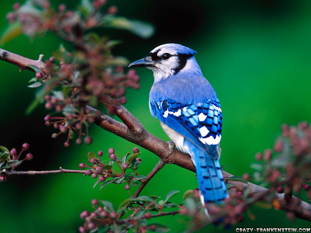 beautiful blue bird wallpaper