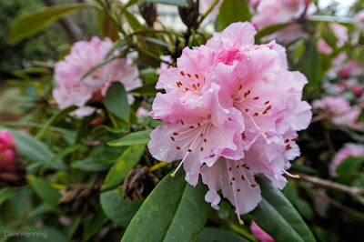 Early blooming rhododendrons in Creekside Village